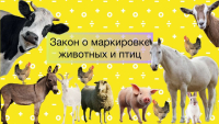 Внимание! О маркировке домашних животных и птиц!