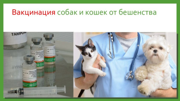 ВНИМАНИЕ!!! 06.06.2025 года будет проводиться вакцинация собак и кошек против бешенства с. Васильевка ул. Коллективная 54А с 10.00 до 12.00, п. Рассвет возле магазина Горилка с 12.30 до 14.00