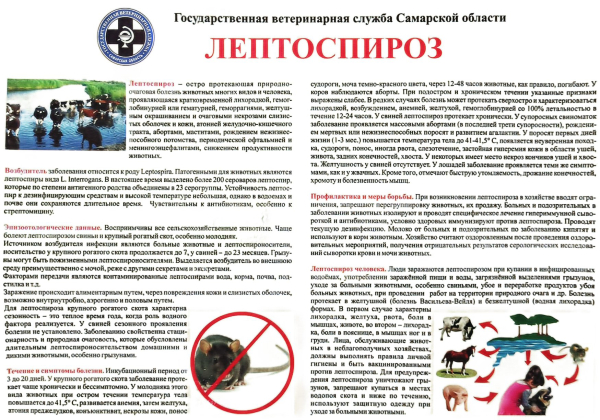 Лептоспироз. Памятка