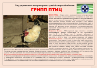 Грипп птиц. Памятка