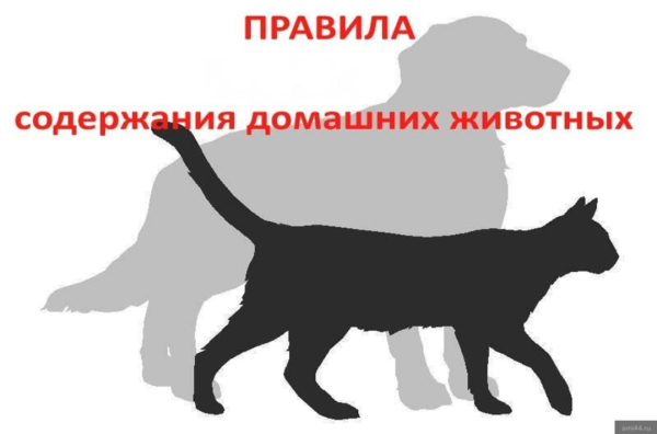 Внимание! Информация о содержании и выгуле домашних животных